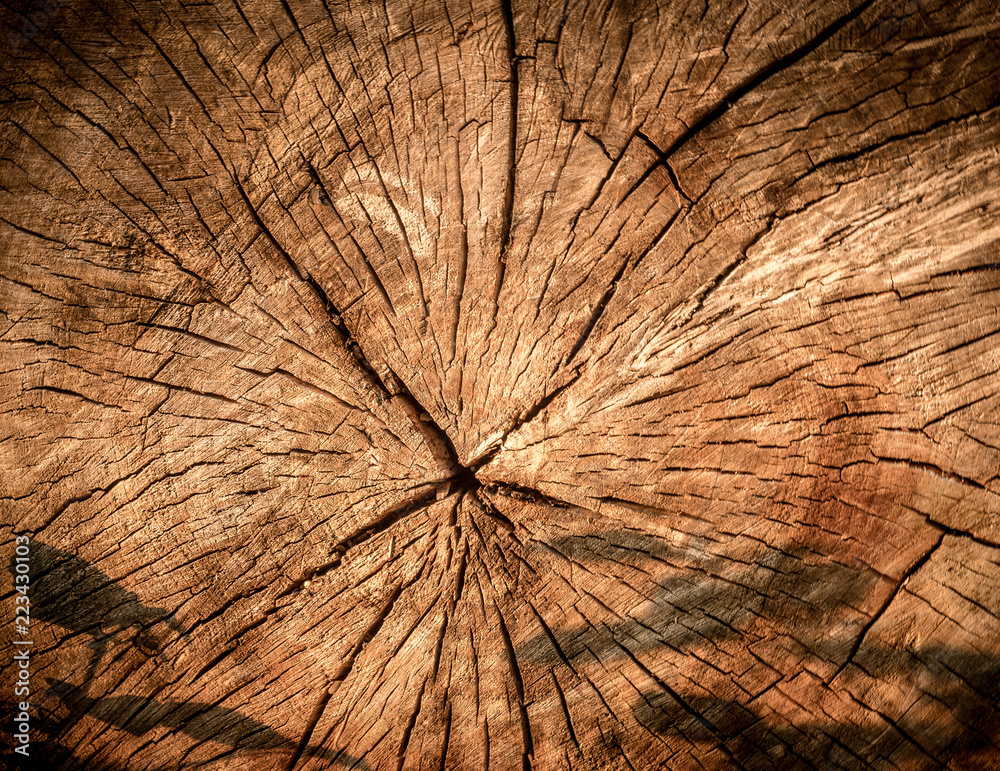 Obraz premium struktura ściętego drzewa