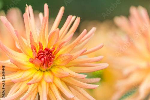 Fototapeta Naklejka Na Ścianę i Meble -  Kaktusdahlie (Asteracea) blüht in der Sommersonne.