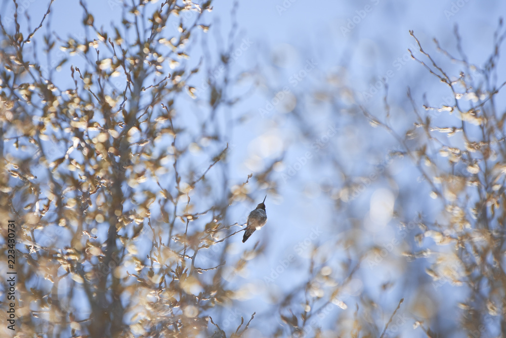 Hummingbird Hummingbird