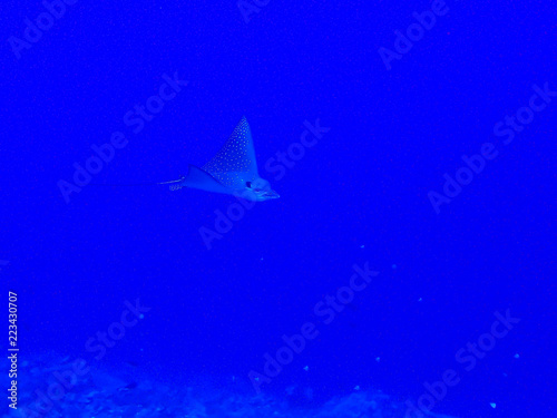 Close Face Spotted Eagle Ray Underwater Ocean Blue