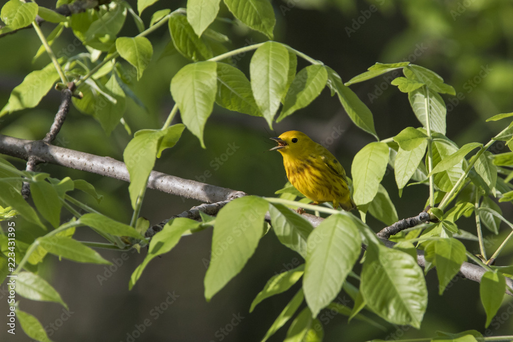 Yellow warbler (Setophaga petechia) in spring Yellow warbler (Setophaga petechia) in spring