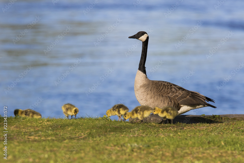 Canada Geese  goslings 