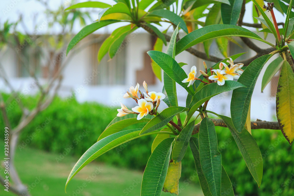 Fototapeta premium blooming white plumeria flowers