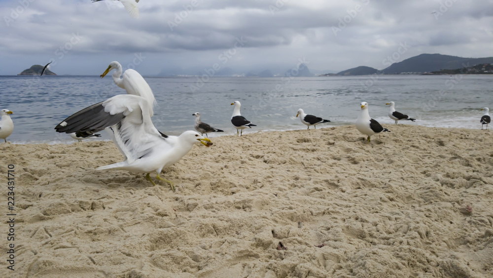 Obraz premium It is a pleasure to watch the free flight and competition for eat, of the gulls Larus dominicanus and egrets Ardea alba, visiting the beach of Itaipu, in Niterói, Rio de Janeiro.