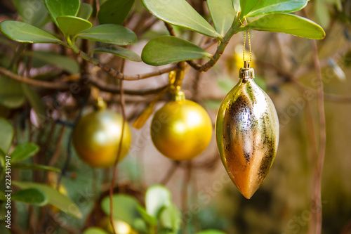 branch of a christmas tree, galho de árvore de natal brasileira