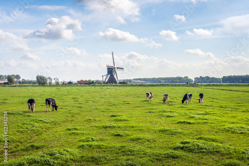 Typical Dutch polder landscape with a grazing cows in the meadow