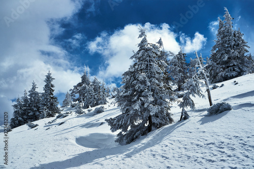 Snow-covered spruce trees during winter in the Giant Mountains in Poland..