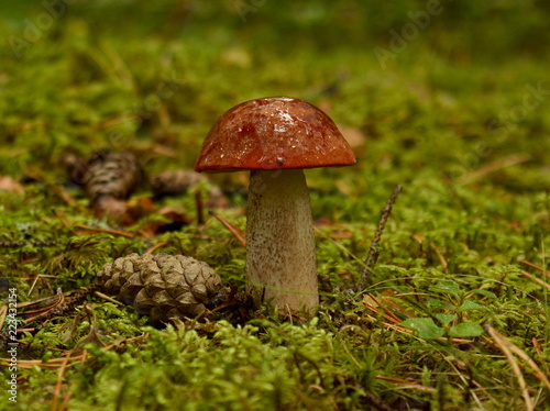 Mushroom orange-cap boletus next to a pine cone close-up in a green moss