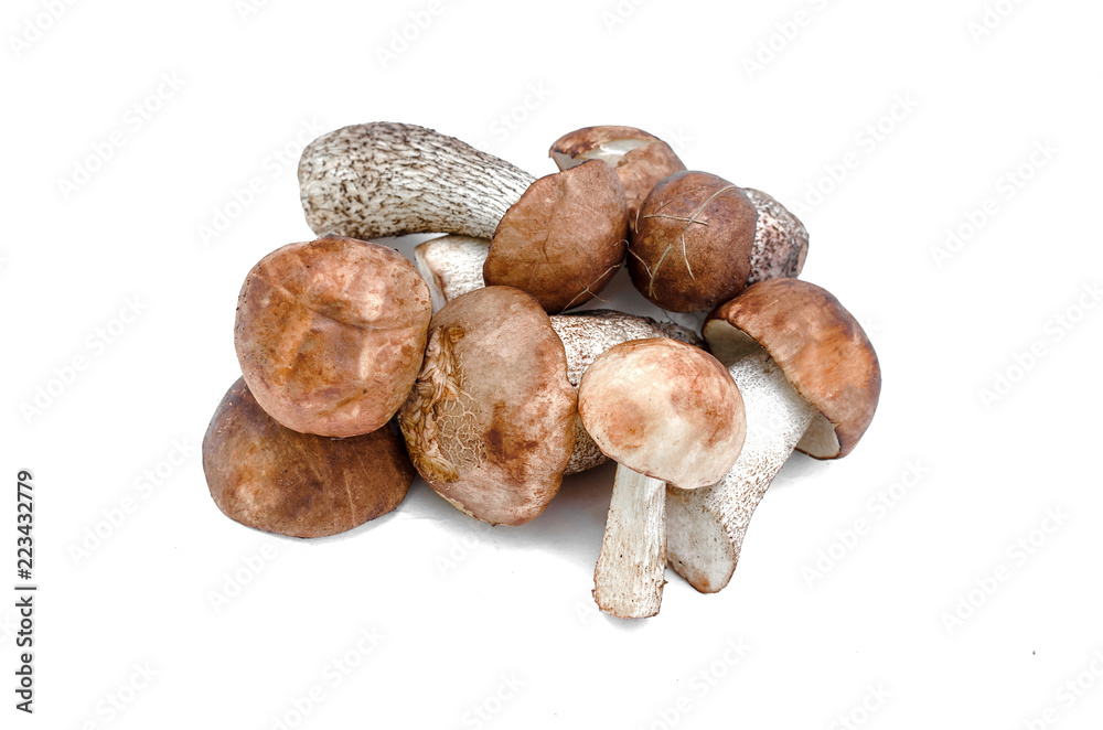 Heap of brown cap boletus lessinum scabrum isolated on white background. Heap of brown cap boletus lessinum scabrum isolated on white background.