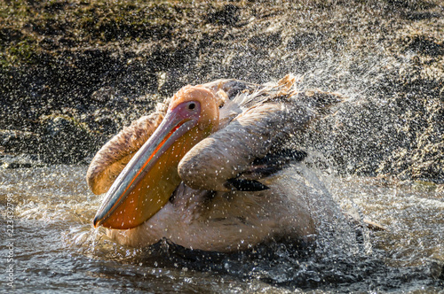 ein Pelikan planscht im Wasser 