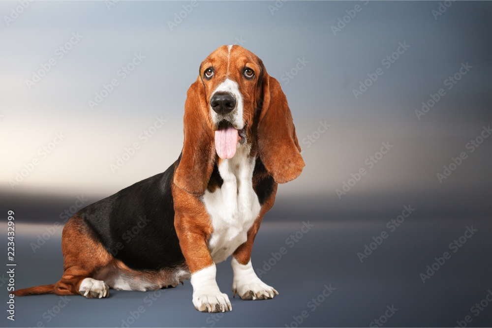 Basset Hound dog on backgroung
