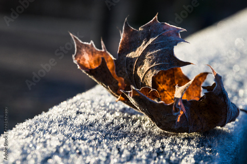 ein Herbstblatt bedeckt mit Frost und Raureif