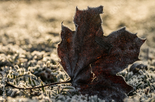 ein Herbstblatt bedeckt mit Frost und Raureif
