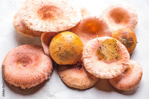 Fresh mushrooms, called pink wave, lie on a paper surface. Among the mushrooms lies a yellow leaf and other fungi. These are very tasty mushrooms for pickles of the, from Latin - Lactárius torminósus.