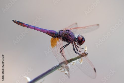 Dragonfly © Risto