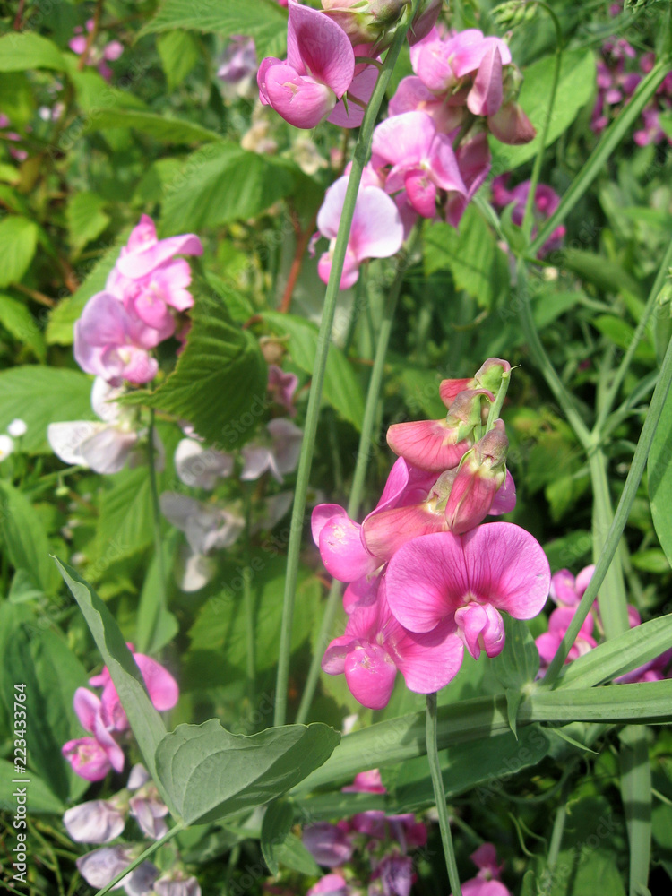 Beautiful flowers of sweet pea garden in summer. Gardening of Ukraine Beautiful flowers of sweet pea garden in summer. Gardening of Ukraine
