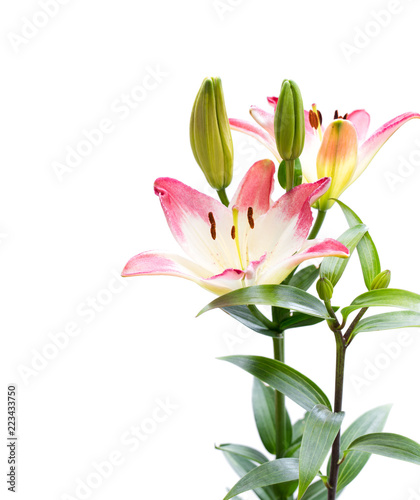 White-pink  lily flower isolated on white
