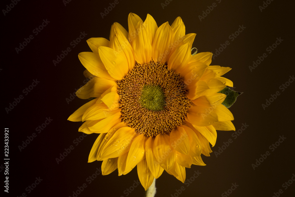 Fototapeta premium Sunflower on a dark background