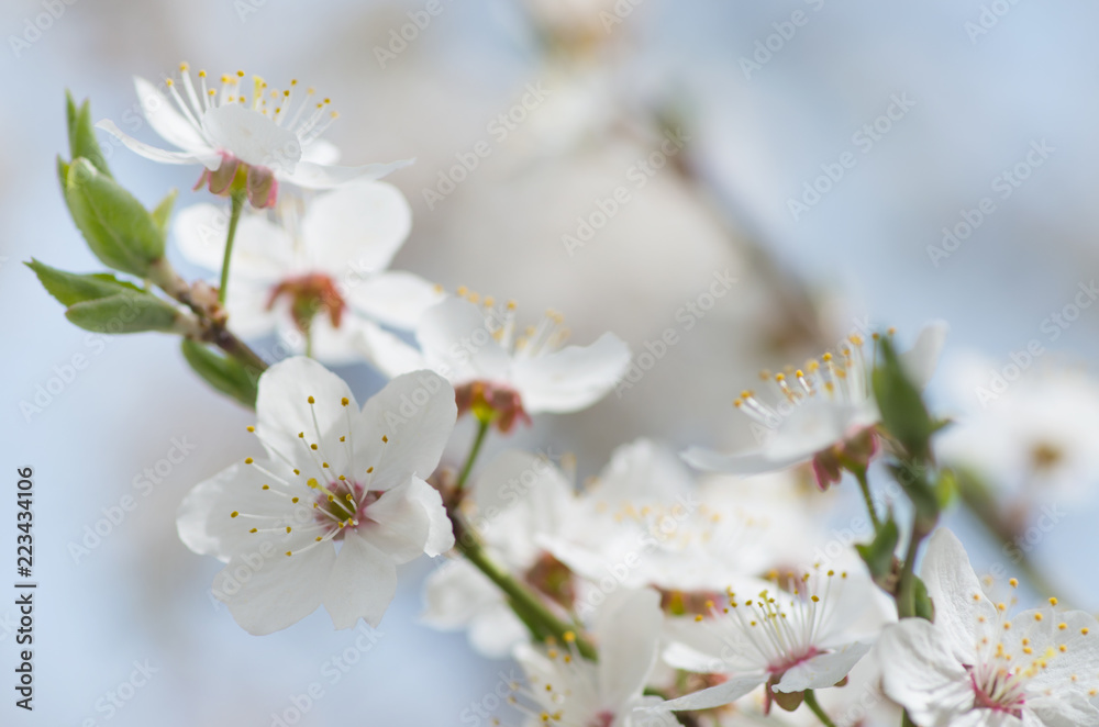 apple blossoms in spring on white background apple blossoms in spring on white background