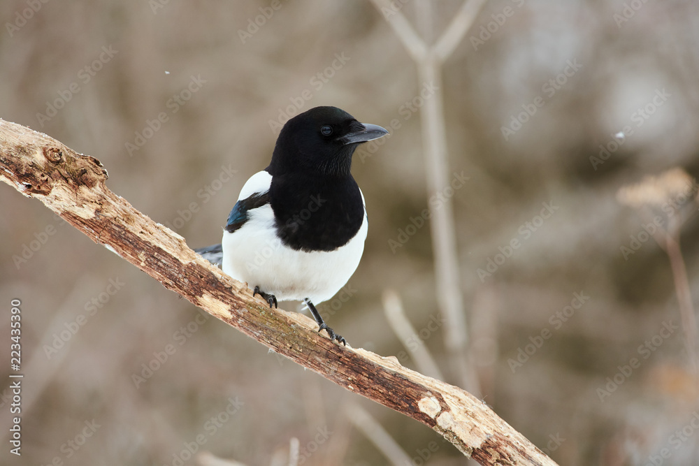 Eurasian magpie sits on a branch in cloudy weather under falling snow. Eurasian magpie sits on a branch in cloudy weather under falling snow.