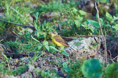 Western yellow wagtail sits on the ground in a natural habitat.