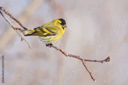 Siskin flew to a branch of a wild apple tree in the forest.