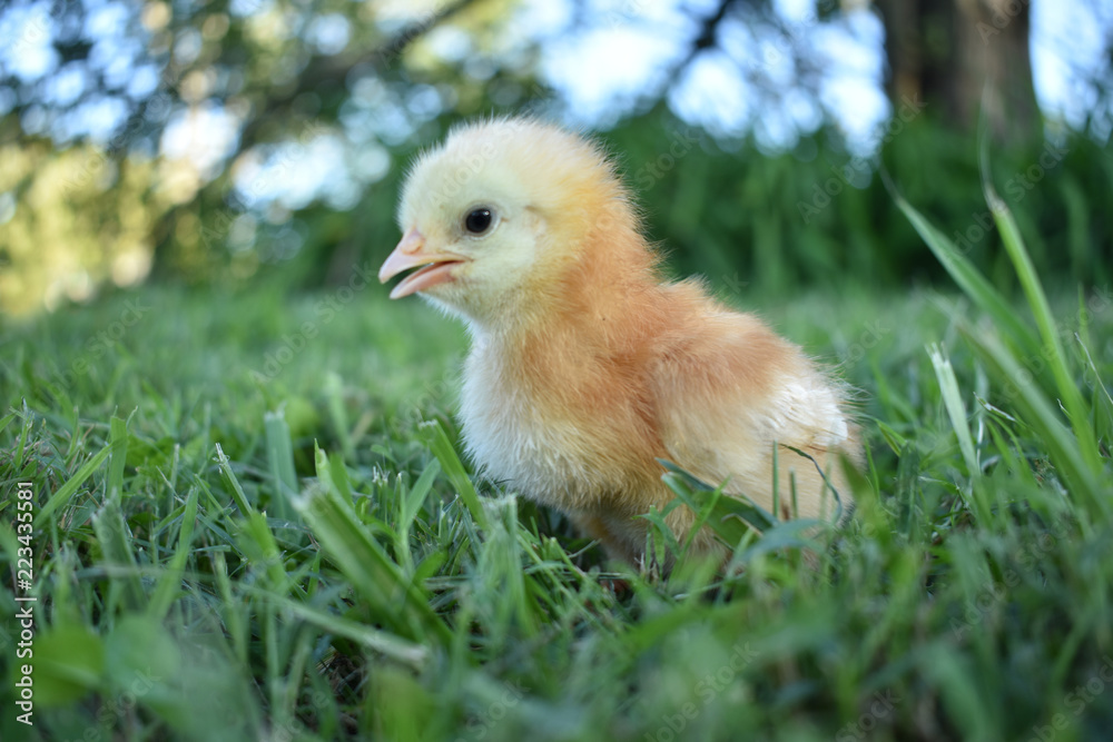 a chick walking in the grass