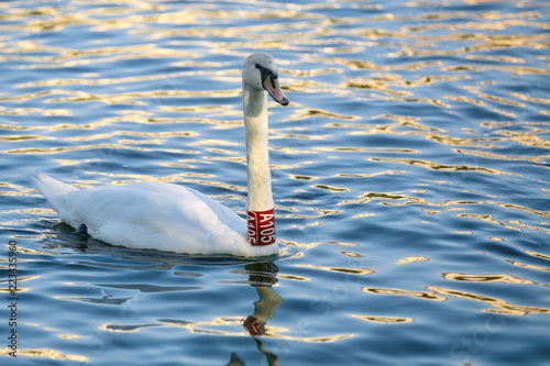 Photography Prague, Czech Republic / Europe - September 18 2018: White mute swan with red pl