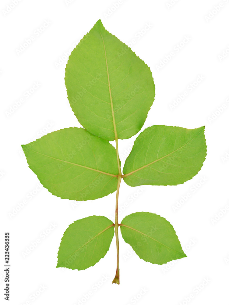 branch with five green leaves branch with five green leaves
