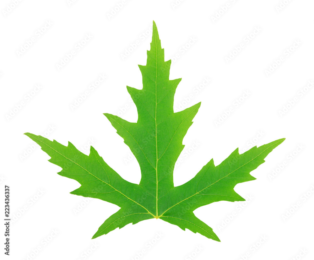 Fototapeta premium one green leaf isolated on white background