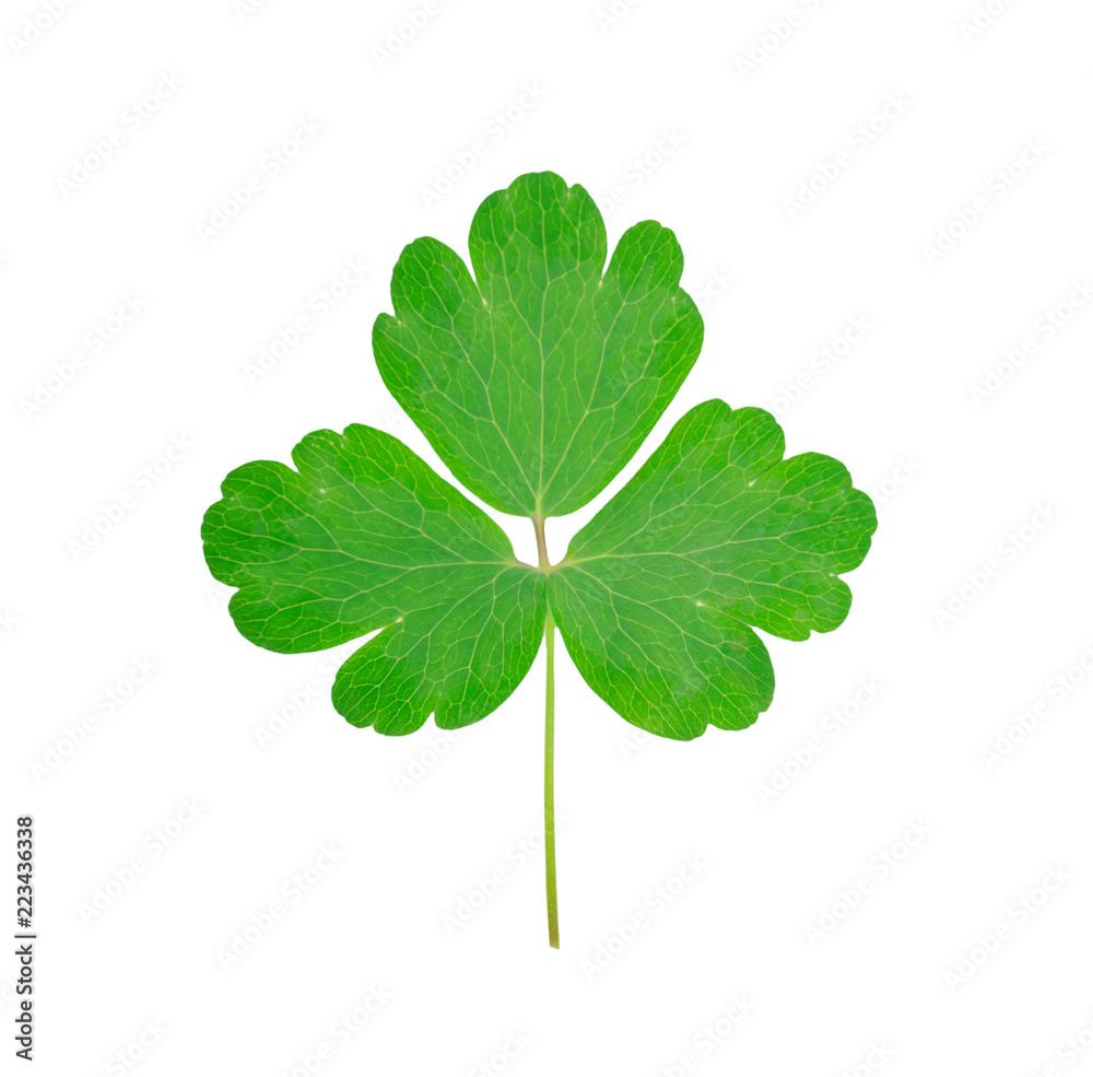 green shamrock leaf isolated on white background green shamrock leaf isolated on white background