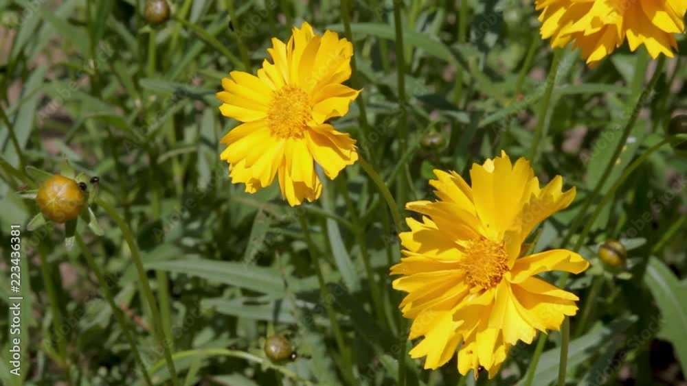 Close up of yellow Coreopsis flowers blowing in the wind Close up of yellow Coreopsis flowers blowing in the wind