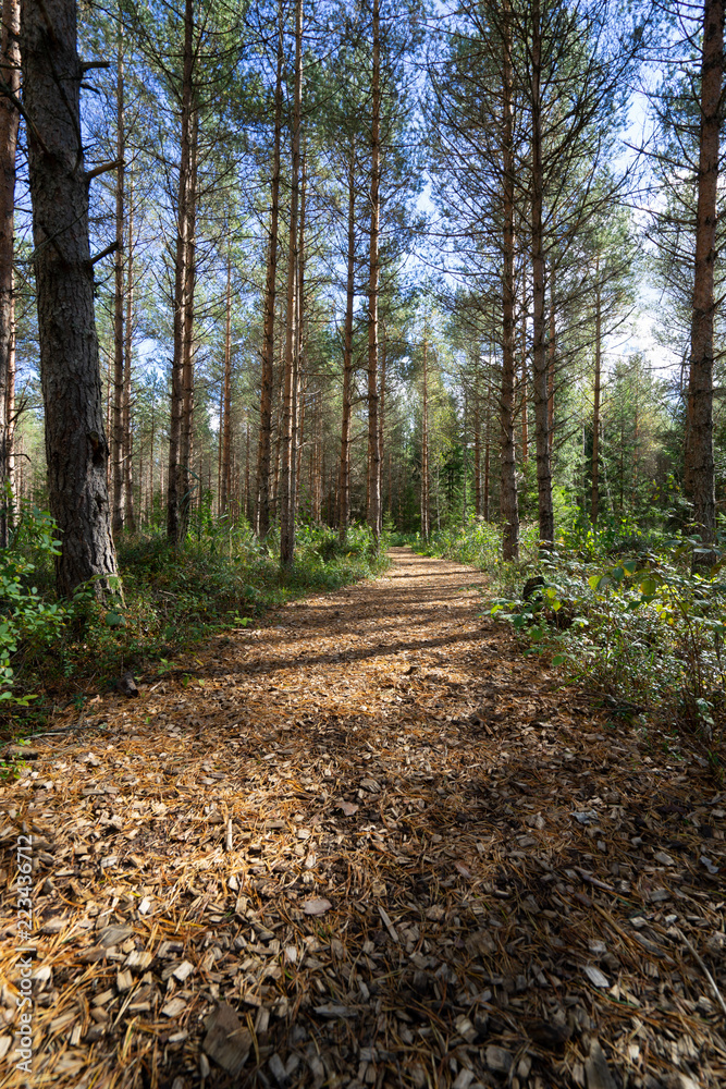 Fototapeta premium Beautiful forest brown road in a park with green trees and blue sky