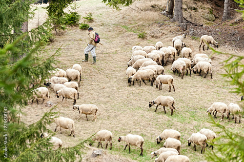 Shephard with his flock of sheep
