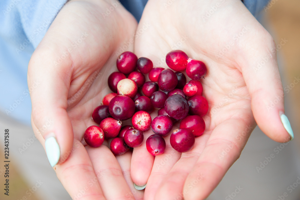Woman hands holding ripe red cranberries Woman hands holding ripe red cranberries