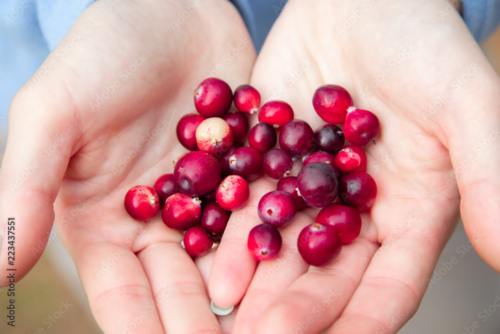 Woman hands holding ripe red cranberries Woman hands holding ripe red cranberries