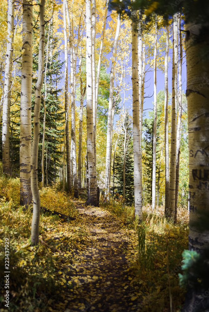 Naklejka premium Yellow aspen trees in Vail, Colorado. 