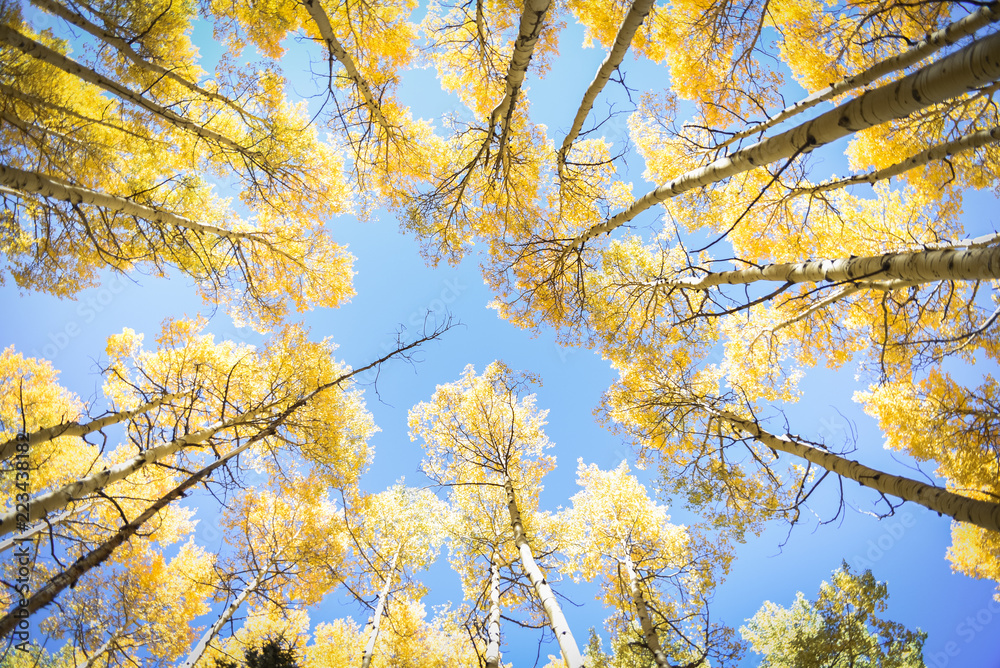 Autumn aspen leaves against the blue sky in Colorado. Autumn aspen leaves against the blue sky in Colorado.