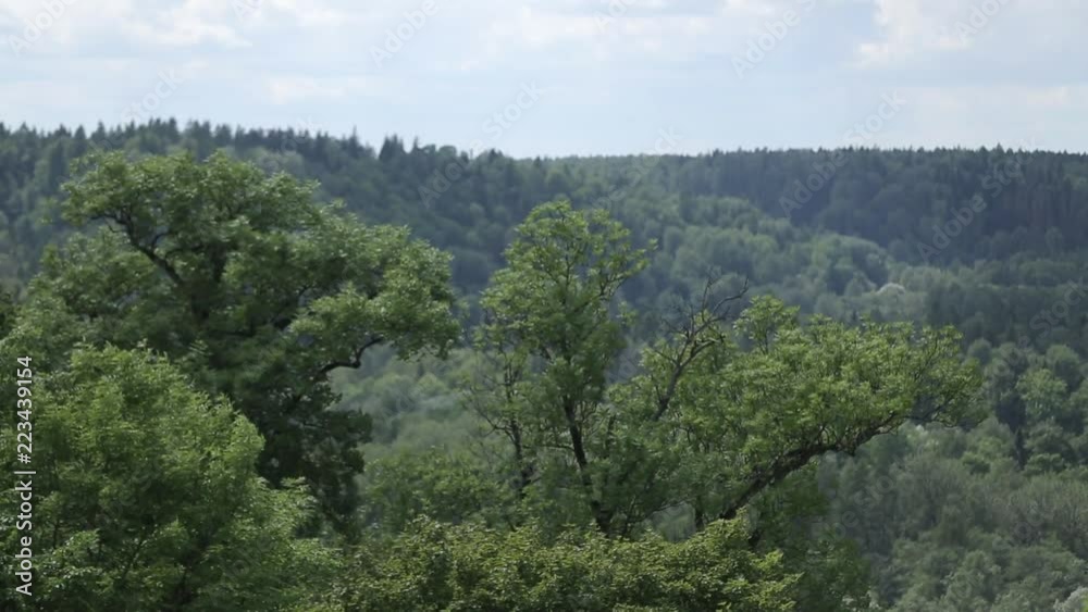 Trees in the mountains sway in the wind wild forest Trees in the mountains sway in the wind wild forest