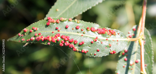 Wart-Like Willow leaf gall mite (Aculops tetanothrix) on green leaf of Salix specimen