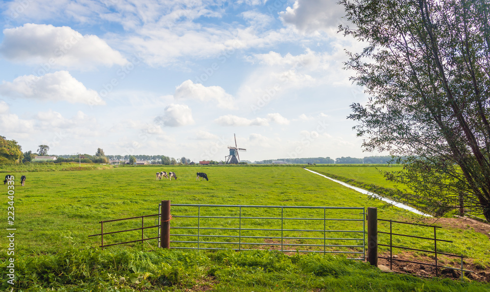 Dutch polder landscape with a grazing cows in the meadow