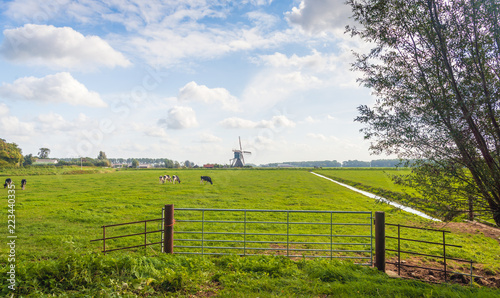 Dutch polder landscape with a grazing cows in the meadow