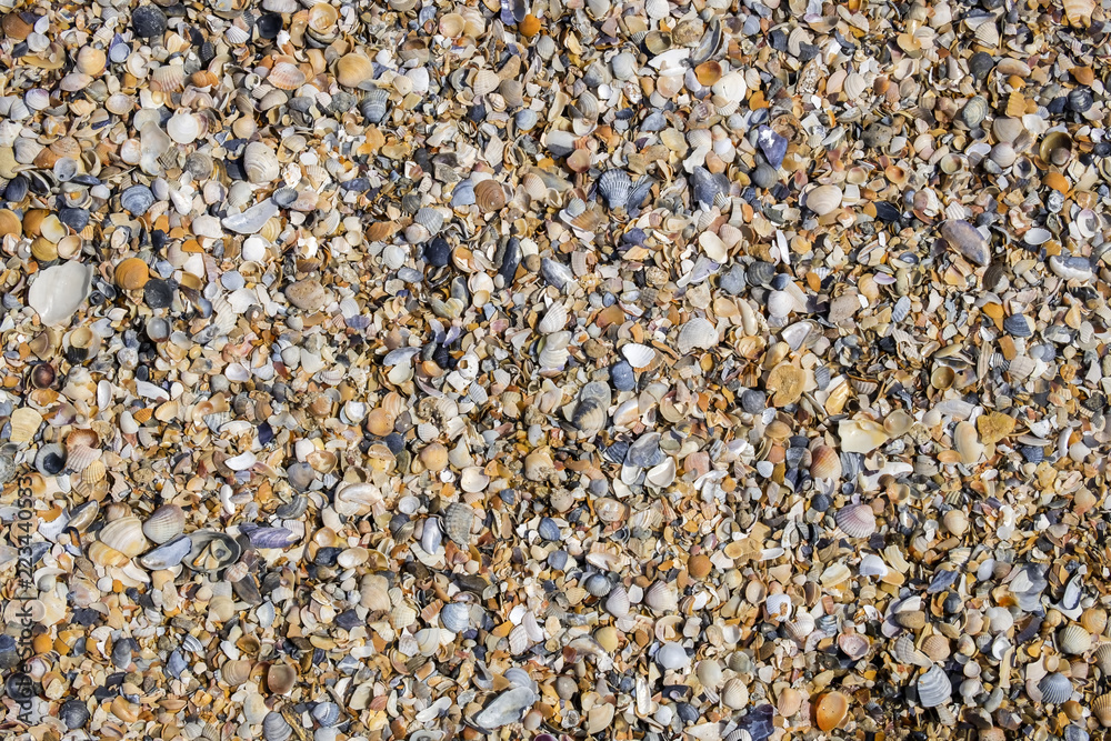 Background of the broken and whole shells of the Black Sea basin Background of the broken and whole shells of the Black Sea basin