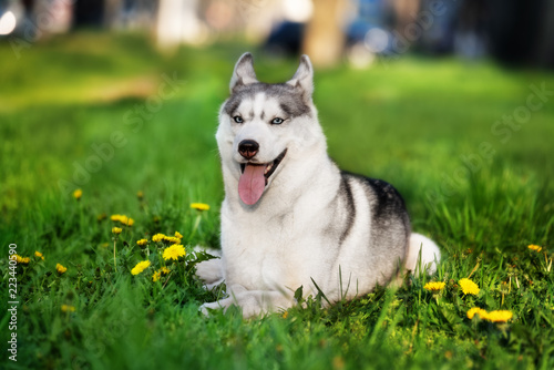 A Siberian husky is lying down at grass at the city park and looking forward. There are some dandelions around her. A grey & white female husky bitch has blue eyes.