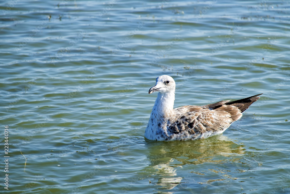Caspian gull swims in the lake waters (Larus cachinnans)
