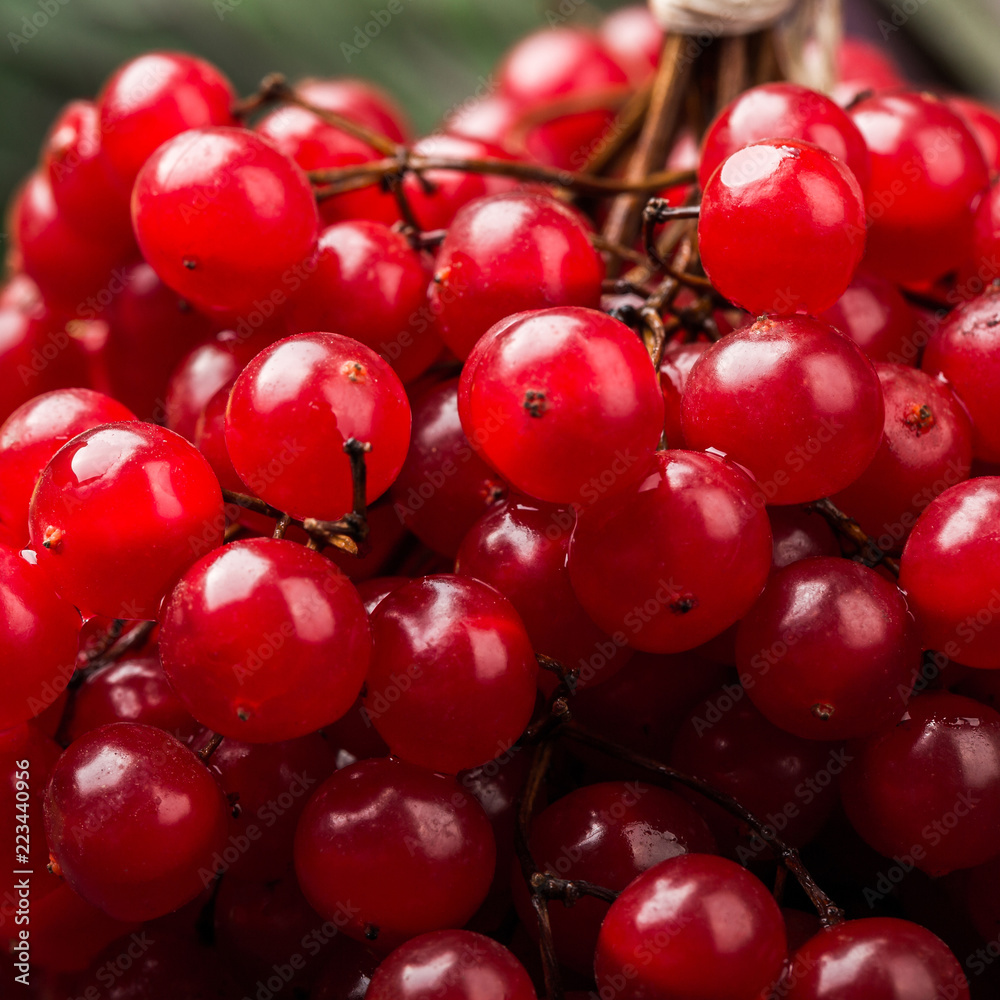 Bunches of red berries, red currant or rowanberry. Close view, healthy food Bunches of red berries, red currant or rowanberry. Close view, healthy food