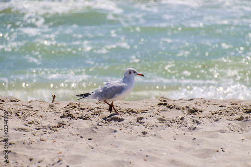 Slender-billed gull against the background sparkling sea (Chroicocephalus genei)