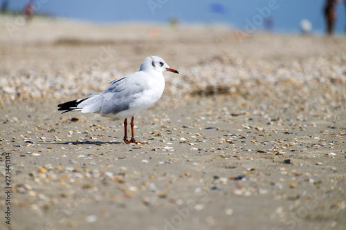 Slender-billed gull stands on the shore of the sea (Chroicocephalus genei)