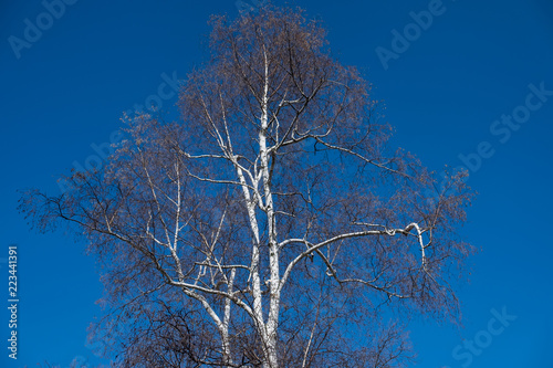 birch tree in the blue sky