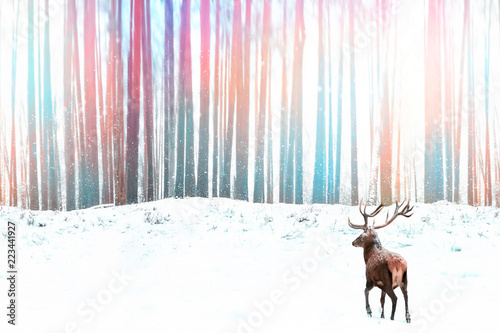 Noble red deer against a winter fantasy colorful forest. Winter Christmas image.